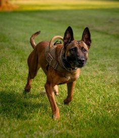 article image - Dewitt, Willard